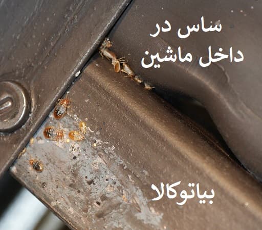 نسانه های ساس در ماشین